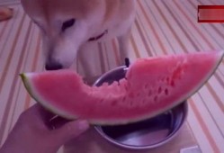 吃瓜柴犬动漫视频,萌宠演绎欢乐日常