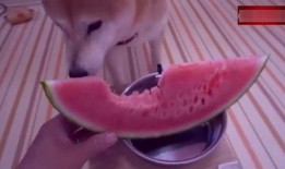 吃瓜柴犬动漫视频,萌宠演绎欢乐日常