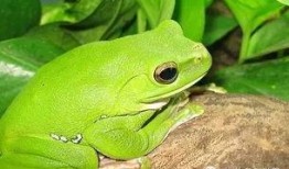 温柔蛙蛙吃瓜团,吃瓜团趣味横生