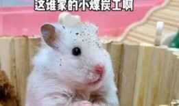 老鼠尾巴瓜咋吃,老鼠尾巴瓜的独特食用方法揭秘