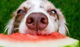 小狗可以吃角瓜吗,角瓜是否适合作为小狗的美食？