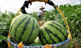 立秋云吃瓜,立秋云朵下的瓜香盛宴