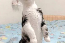 吃瓜的猫1,一场网络热传的趣味事件深度解析