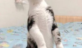 吃瓜的猫1,一场网络热传的趣味事件深度解析