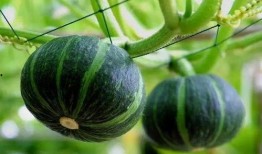 魏县吃瓜季节,夏季吃瓜季的欢乐盛宴