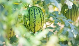 南京吃瓜的地方,探寻吃瓜群众的必打卡地