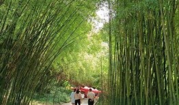 河南近期吃瓜新闻,揭秘本地热点事件背后的故事