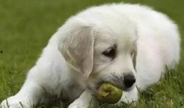 小狗可以吃角瓜吗,角瓜是否适合作为小狗的美食？