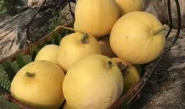 青岛吃瓜行动