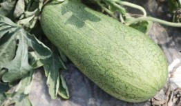 吃瓜爆料蘑菇,吃瓜爆料蘑菇带你探秘明星幕后故事