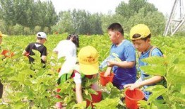 蚕宝宝吃瓜,绿色生态养殖新篇章