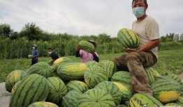 吃瓜暴甜恋,爱情甜蜜如蜜