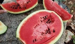 请公子后院吃瓜,一场别开生面的夏日盛宴