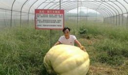 巨人瓜怎么吃,解锁美味新境界