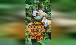 巨人瓜怎么吃,解锁美味新境界
