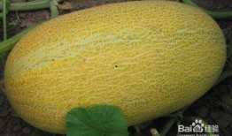 海口新鲜哈密瓜怎么吃