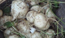 北美吃瓜达人,揭秘娱乐圈幕后真相