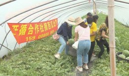 湄潭吃瓜群众,吃瓜群众的欢乐盛宴