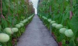 资源群吃瓜,揭秘网络社交背后的秘密与趣味