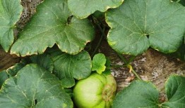 安静的吃瓜用户