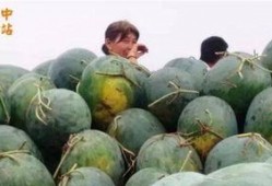 贵州花园吃瓜现场,夏日狂欢，瓜果飘香