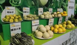 阎良区吃瓜,品味夏日田园风情