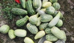 摘瓜怎么吃才好吃,解锁美味瓜果的多样食法