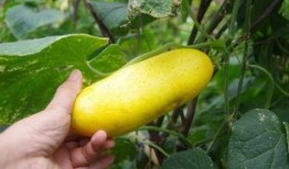 吃瓜不忘屙瓜人,揭秘人生百态的幽默哲学