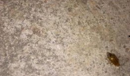 吃瓜叶子的飞虫,揭秘吃瓜叶子的神秘世界