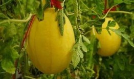 瓜弟的吃瓜群,揭秘娱乐圈幕后风云