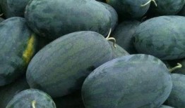 武汉金凰吃瓜,一场吃瓜盛宴背后的故事