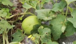 雪吃瓜图片,冬日里的悠闲时光