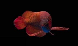 龙鱼吃角瓜,揭秘角瓜成为龙鱼新宠的秘密