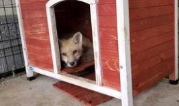 狐狸吃不吃瓜,揭秘狐狸与瓜的奇妙关系