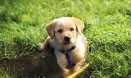 小狗可以吃角瓜吗,角瓜是否适合作为小狗的美食？