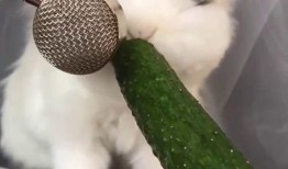 兔子吃瓜的图片,兔子与瓜果的欢乐时光