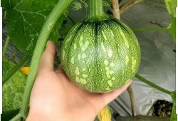 耐高吃瓜,揭秘瓜果界的“耐力之王”