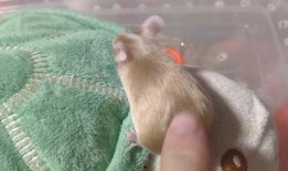 老鼠尾巴瓜咋吃,老鼠尾巴瓜的独特食用方法揭秘