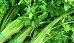 扔树叶吃瓜,扔树叶吃瓜的悠闲时光