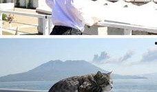 吃瓜神同步猫咪,捕捉萌宠瞬间，共享欢乐时光