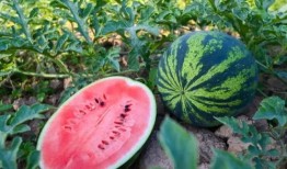 鹤壁森林半岛吃瓜,揭秘网红吃瓜圣地背后的故事