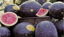 黑料社网红精品吃瓜,揭秘娱乐圈幕后真相