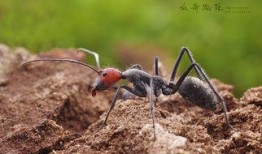 瓜哥吃瓜昆虫图片,昆虫世界里的美食奇观