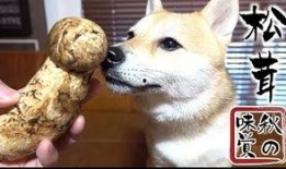 吃瓜柴犬动漫视频,萌宠演绎欢乐日常