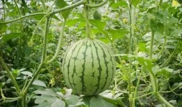 热门吃瓜事件途径,真相与谣言的较量