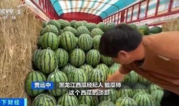 海伦吃瓜,一场甜蜜的夏日盛宴