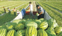 鲁山之窗吃瓜直播,吃瓜直播带你领略民间趣味