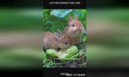 兔子吃瓜的图片,兔子与瓜果的欢乐时光