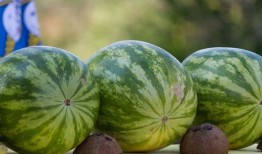 梦见别人送我瓜吃