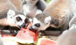 动物吃瓜合集,一场别开生面的美食之旅